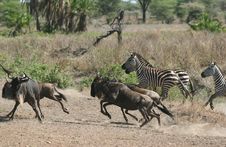 Zebras And Wildebeests Running Royalty Free Stock Photo