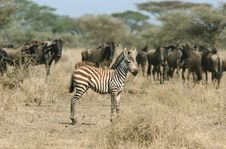 Zebra Against Herd Of Wildebeests Royalty Free Stock Photography Zebra Against Herd Of Wildebeests Royalty Free Stock Photography