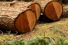 Tree Trunks Royalty Free Stock Photography Tree Trunks Royalty Free Stock Photography