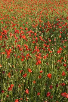 Poppies  Field Stock Photography
