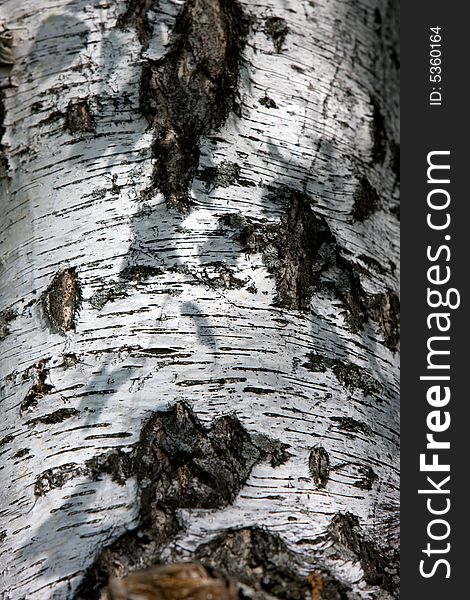 Birch texture, close-up view of tree