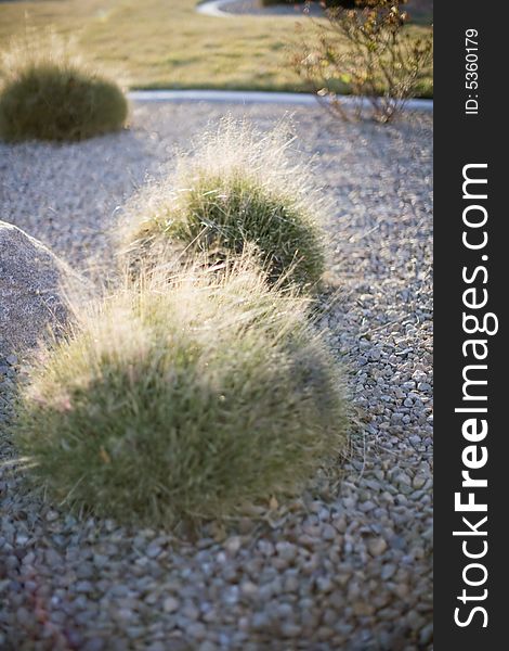 Close view of desert landscape with rocks and bushes. Close view of desert landscape with rocks and bushes