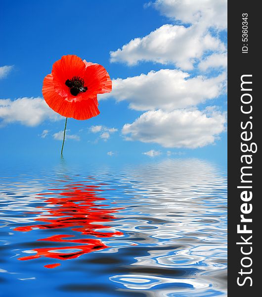 Composite image of poppy, beautiful sky and water reflection. Composite image of poppy, beautiful sky and water reflection