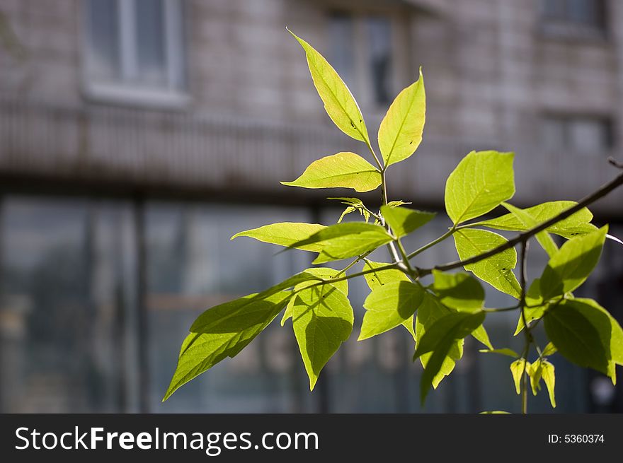 Group of leafs on building background.