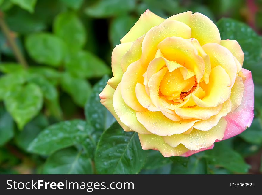 Live yellow rose in dewdrops