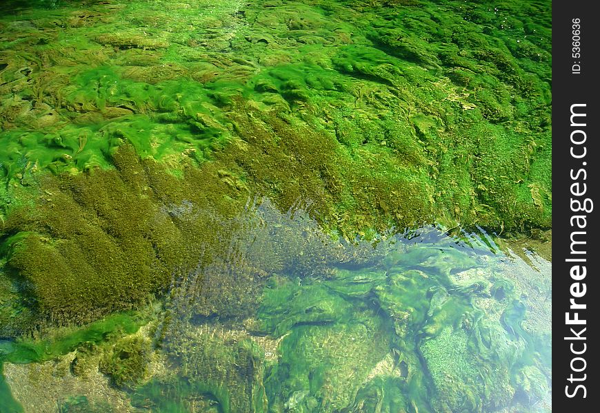 Detail of under water flora on Bosnia river, Sarajevo. Detail of under water flora on Bosnia river, Sarajevo