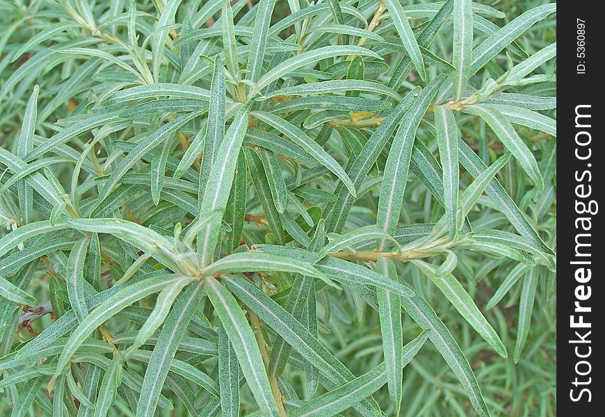 Close up of the sea-buckthorn branches and leaves.