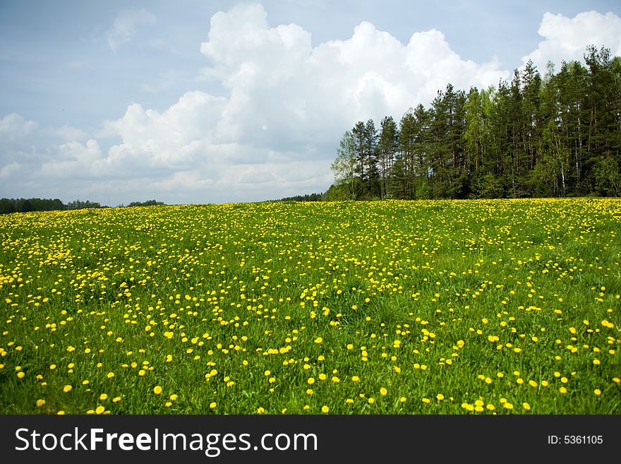 Dandelion field near  at forest