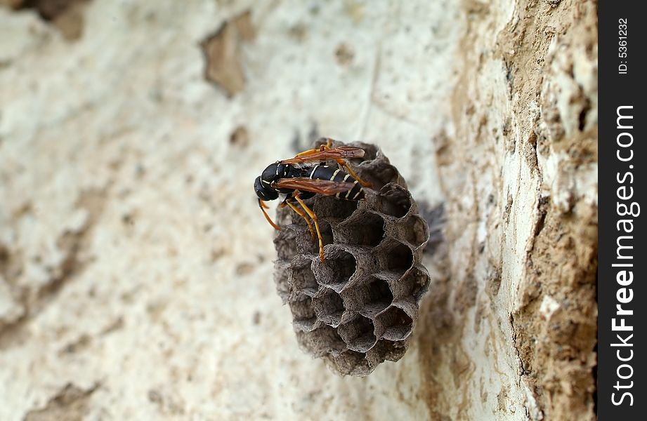 The wasp, building to itself a nest