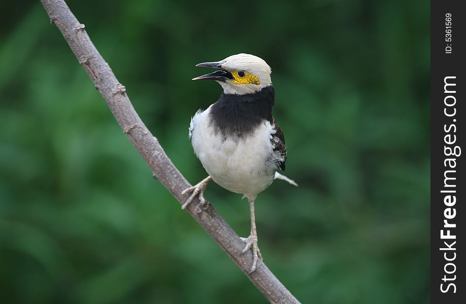 Black-collared Starling 99-7