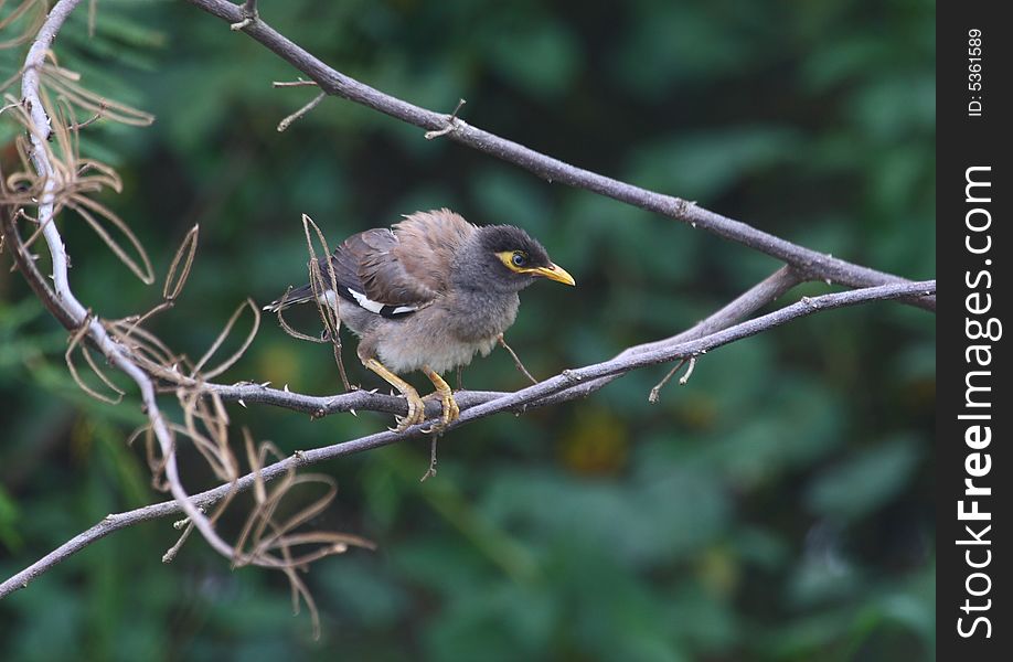 Young Common Myna bird ,when in adult plumage very handsom with distinctive features brown back & wings, black chest and underbellie, yellow face cheeks, fascinating blue eyes with circle of shiny dots around iris's.