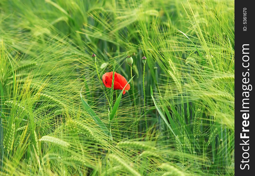 One poppy flower among wheat in the field.