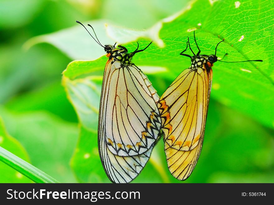 Butterfly(Acraea Issoria Hubner)