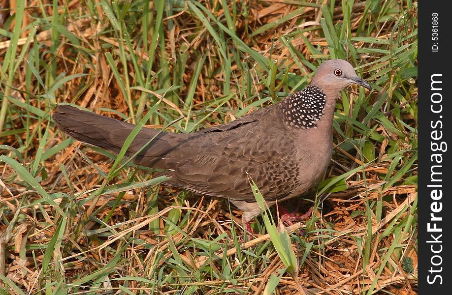 Spotted Dove pigeon sized bird, wings and tail brown, head & chest pinkish, has broad black band around neck with white spots . Spotted Dove pigeon sized bird, wings and tail brown, head & chest pinkish, has broad black band around neck with white spots .