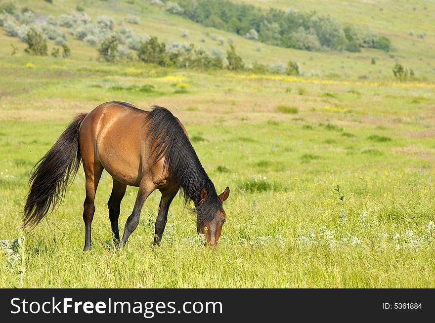 Lonely horse grazing at the green grass meadow