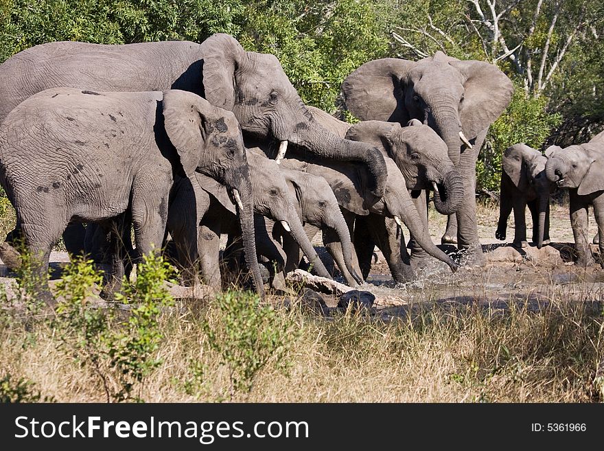 Elephant family drinking at awaterhole. Elephant family drinking at awaterhole