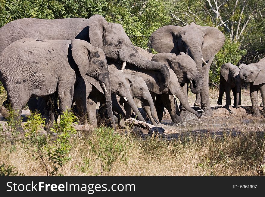 Elephant herd drinking in a African Game Reserve. Elephant herd drinking in a African Game Reserve
