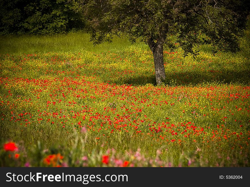 Field and tree