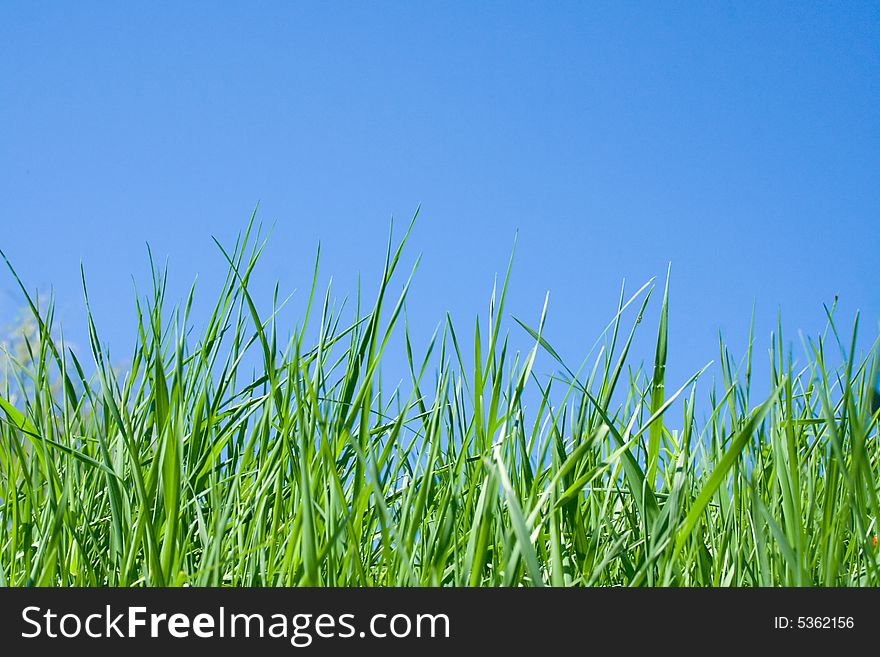 Green grass and blue clear sky. Green grass and blue clear sky