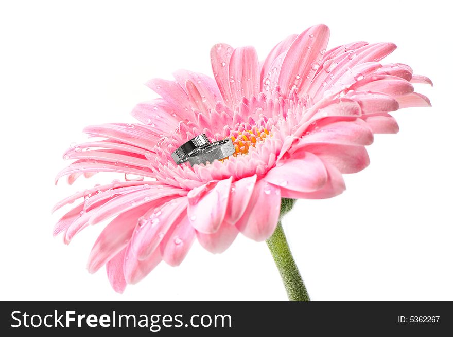 Macro image of a gerbera flower in pink, yellow and green. Isolated on white. Wedding rings on it. Macro image of a gerbera flower in pink, yellow and green. Isolated on white. Wedding rings on it.
