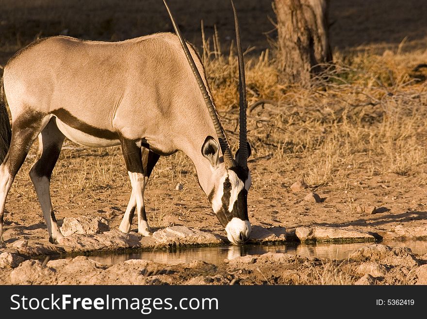 Oryx Drinking From Waterhole