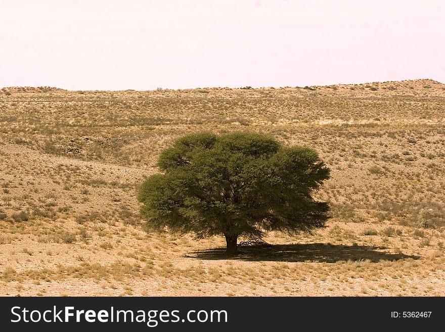 Landscape in the Kgalagadi Transfrontier Park. Landscape in the Kgalagadi Transfrontier Park