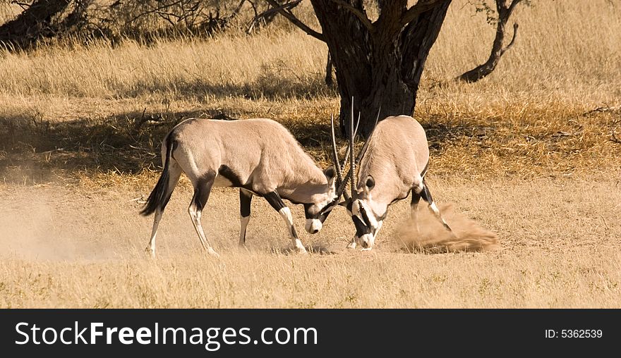 Two fighting gemsbok in Kgalagadi Transfrontier Park in South Africa. Two fighting gemsbok in Kgalagadi Transfrontier Park in South Africa