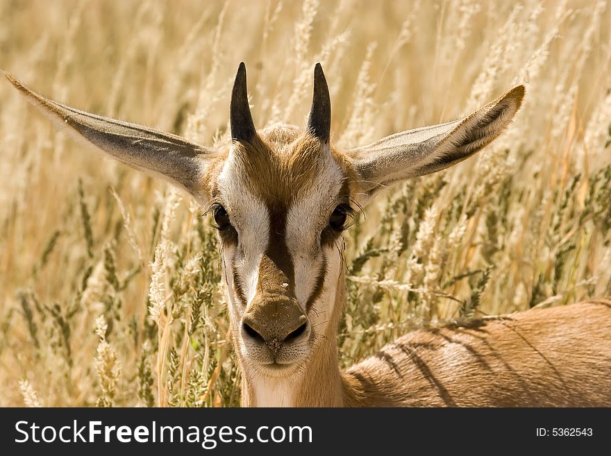 Young springbok in Kgalagadi Transfrontier Park