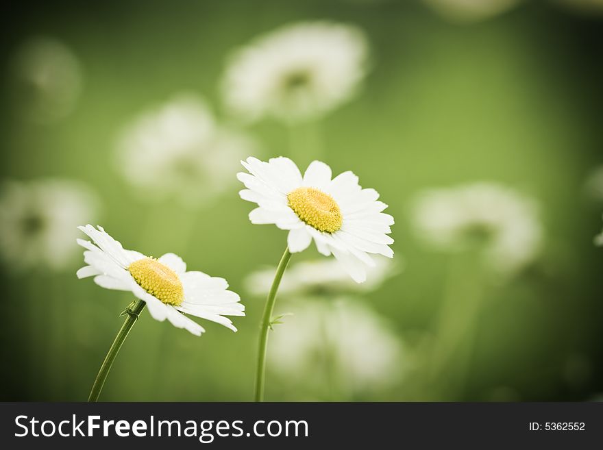 Love aperture shot. Two tender chamomiles over green soft background. Love aperture shot. Two tender chamomiles over green soft background