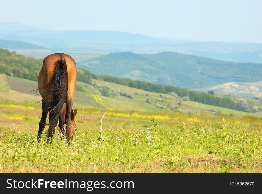 Lonely horse grazing at the green grass meadow