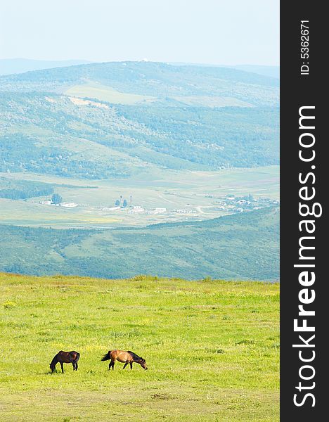 Two horses grazing at the green grass meadow