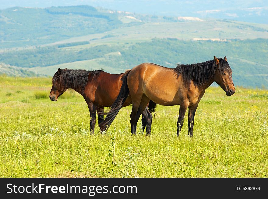 Couple of horses grazing at the green grass meadow. Couple of horses grazing at the green grass meadow