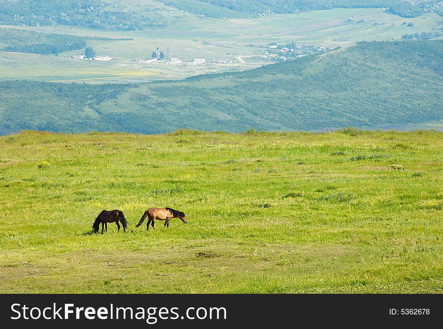 Couple of horses grazing at the green grass meadow. Couple of horses grazing at the green grass meadow