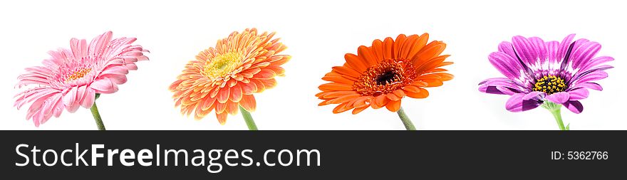 Collection of colorful flowers on white background. Collection of colorful flowers on white background