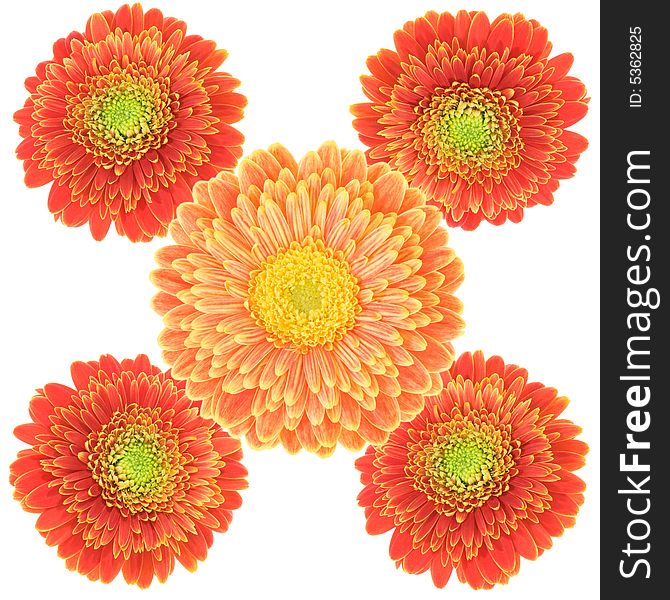 Five colorful gerbera flowers on white background. Two kinds. Five colorful gerbera flowers on white background. Two kinds