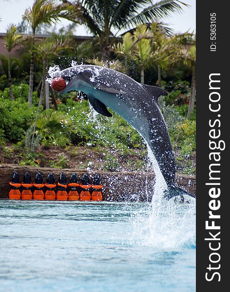 A dolphin performing during a show with a ball