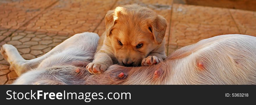 Almost 4 weeks old now ... this cute little puppy is trying to drink milk from his mom. Almost 4 weeks old now ... this cute little puppy is trying to drink milk from his mom