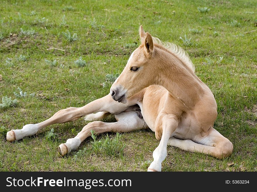 Palomino quarter horse foal laying down in green grass