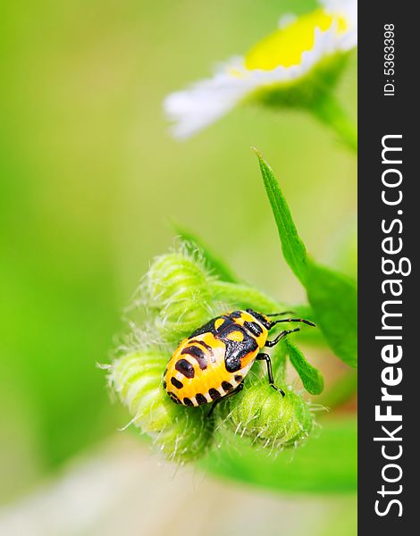 The bug on the plant with a green background