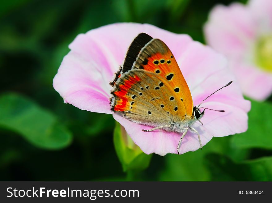 The butterfly and morning glory