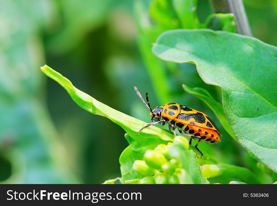 The bug on the plant with a green background