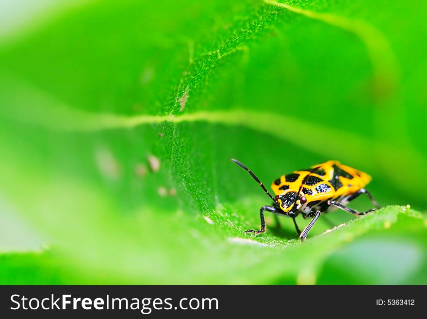 The bug on the plant with a green background