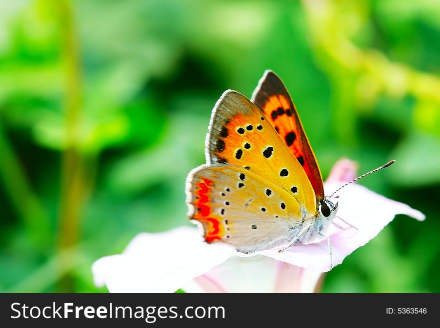The butterfly and morning glory