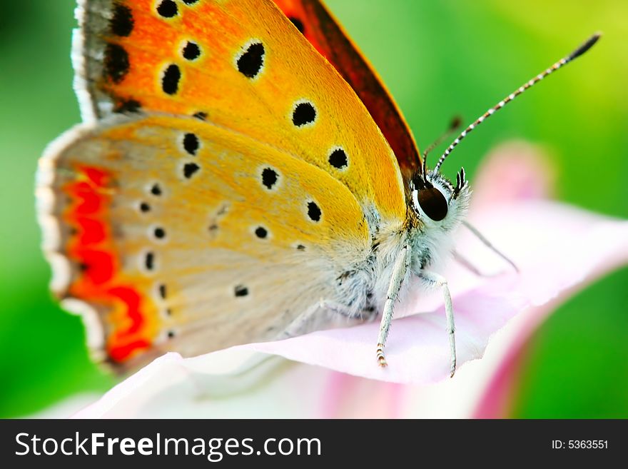 The Butterfly And Morning Glory