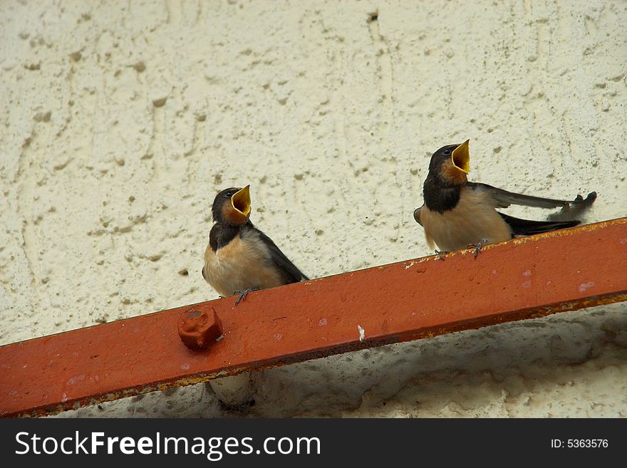 Hungry Barn Swallow Chicks sitting on a rail.