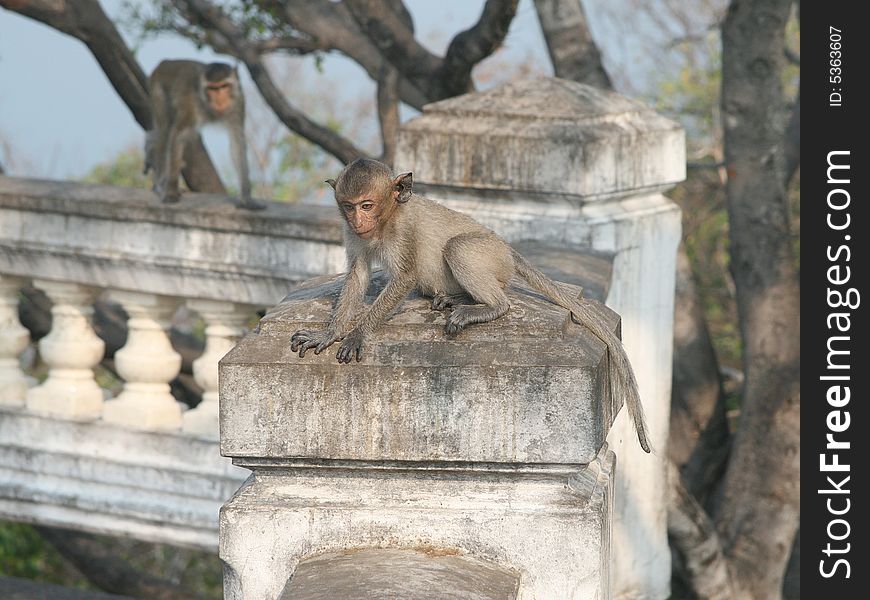 Wild monkeys walking along tourist places