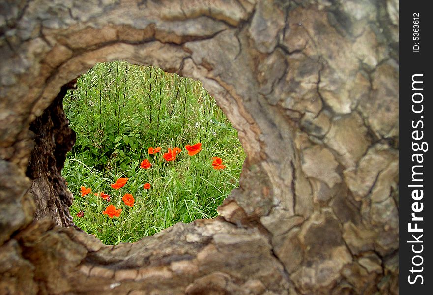 The piece of meadow peeking from hollow tree