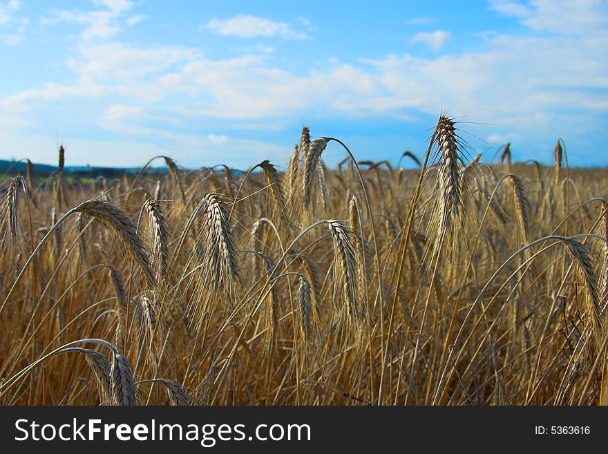 Barley Field