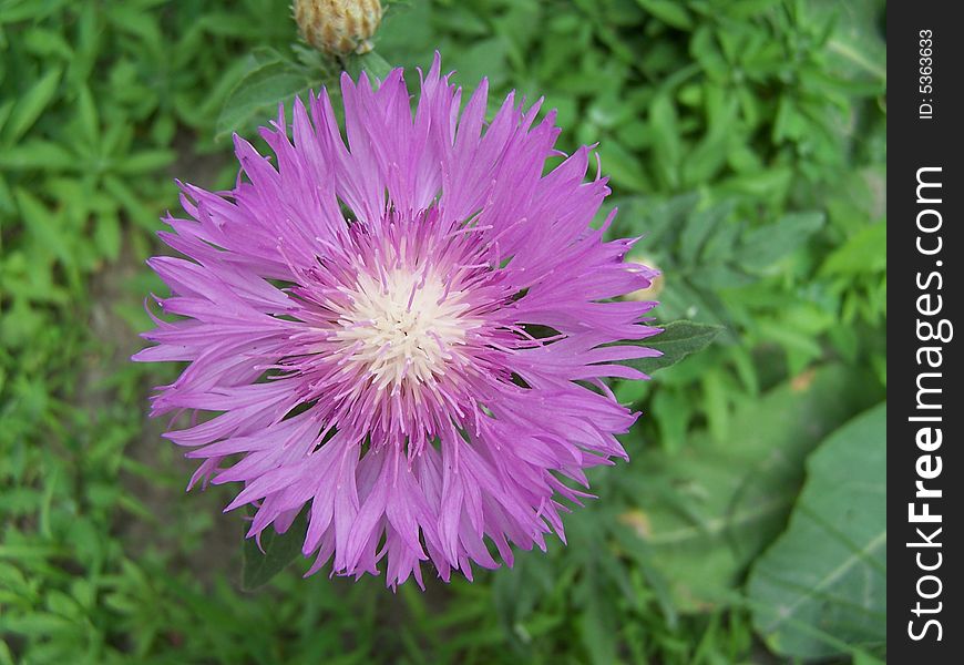 Close up of the big cornflower blossom. Close up of the big cornflower blossom