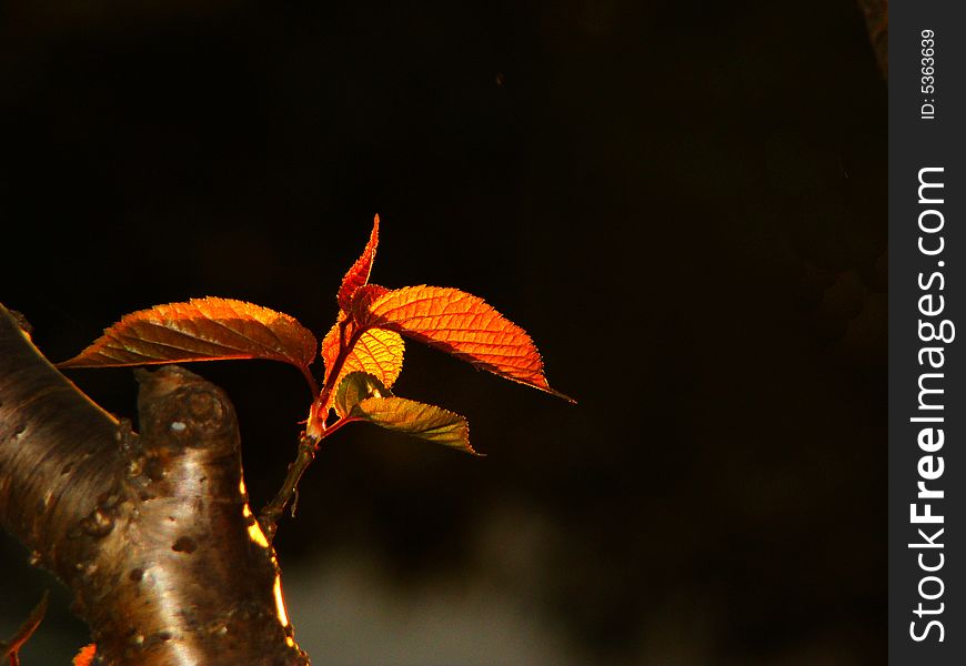 Golden leaves of cherry under early morning sunshine, a backlighting work.